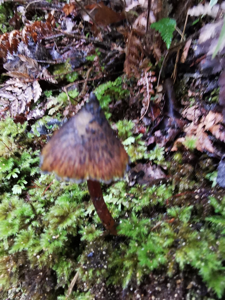 Hygrocybe astatogala · April 2026 · photo: © luisa5719 (iNaturalist, cc-by)