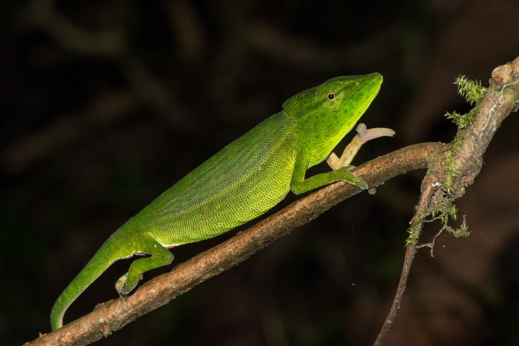 Glaw's Chameleon