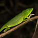 Glaw's Chameleon - Photo (c) mario_mairal, some rights reserved (CC BY-NC-ND), uploaded by mario_mairal