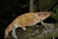Calumma crypticum