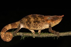 Calumma crypticum