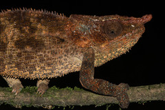 Calumma crypticum