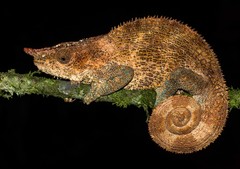 Calumma crypticum