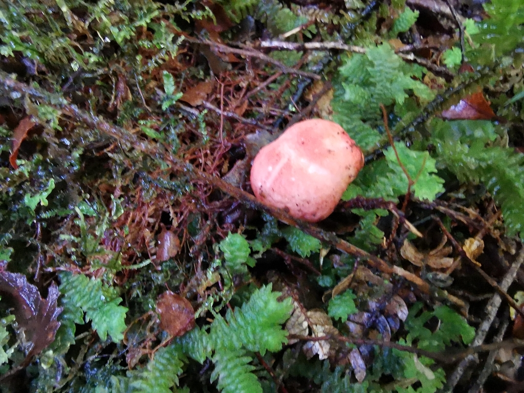 Russula kermesina · April 2026 · photo: © luisa5719 (iNaturalist, cc-by)