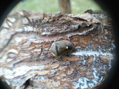 Chlorochroa pinicola