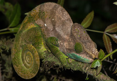 Calumma oshaughnessyi