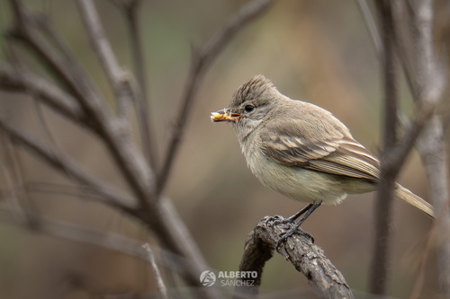 Northern Beardless Tyrannulet (Camptostoma imberbe), photo 3