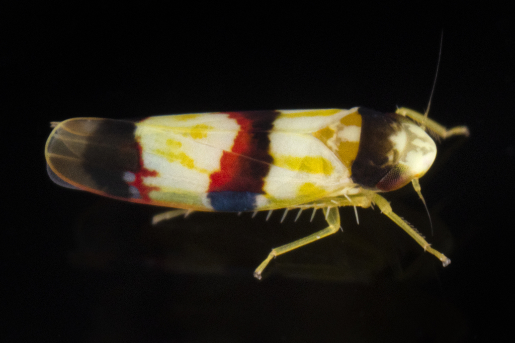 Erythroneura integra