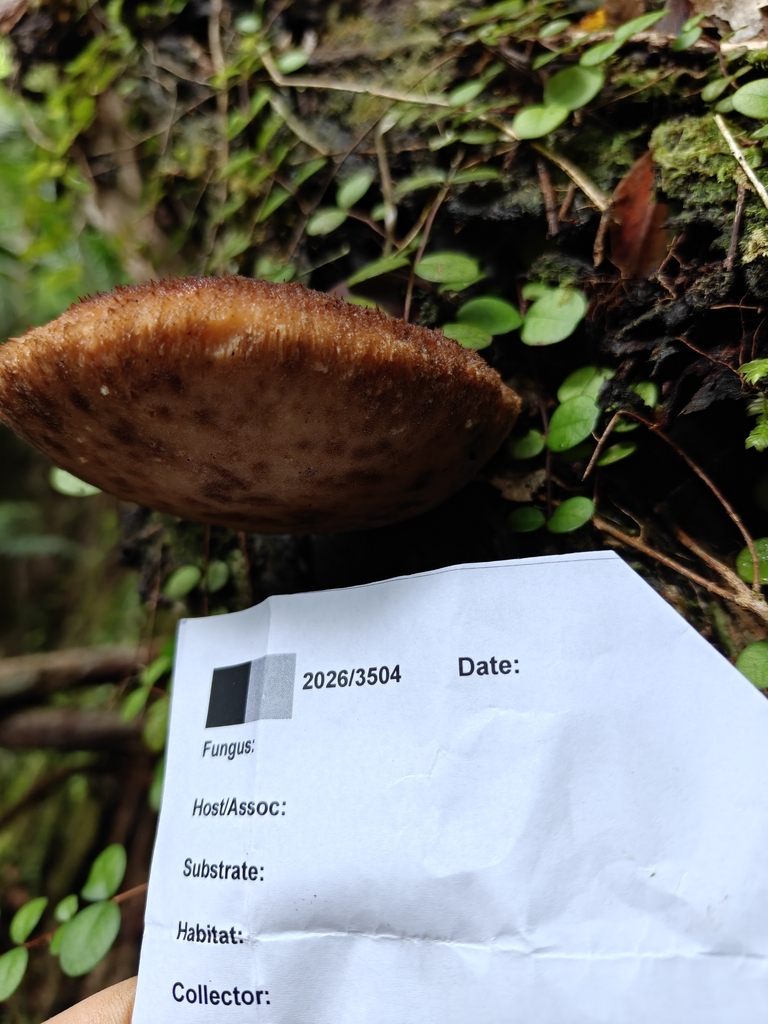 Laetiporus portentosus · April 2026 · photo: © mstirling (iNaturalist, cc-by)