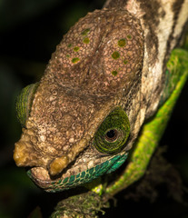 Calumma oshaughnessyi