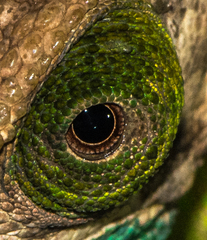 Calumma oshaughnessyi