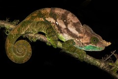 Calumma oshaughnessyi