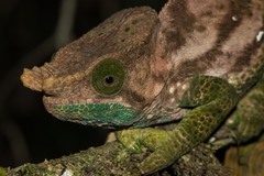 Calumma oshaughnessyi