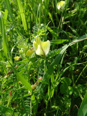 Vicia hybrida