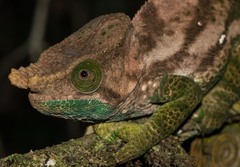 Calumma oshaughnessyi