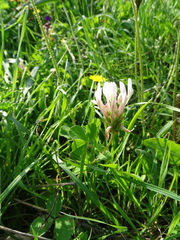 Trifolium clypeatum