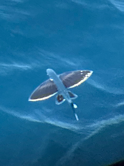 Whitetip flyingfish (Cheilopogon xenopterus) — Exocoetidae