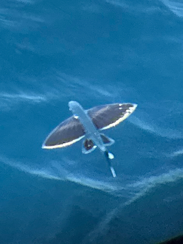Whitetip flyingfish (Cheilopogon xenopterus) — Exocoetidae