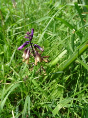 Bellevalia trifoliata