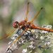 Red-veined Meadowhawk - Photo (c) David Hofmann, some rights reserved (CC BY-NC-ND)