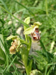 Ophrys umbilicata flavomarginata