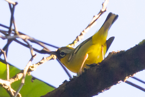 Clicking Shrike-babbler (Pteruthius intermedius), photo 6