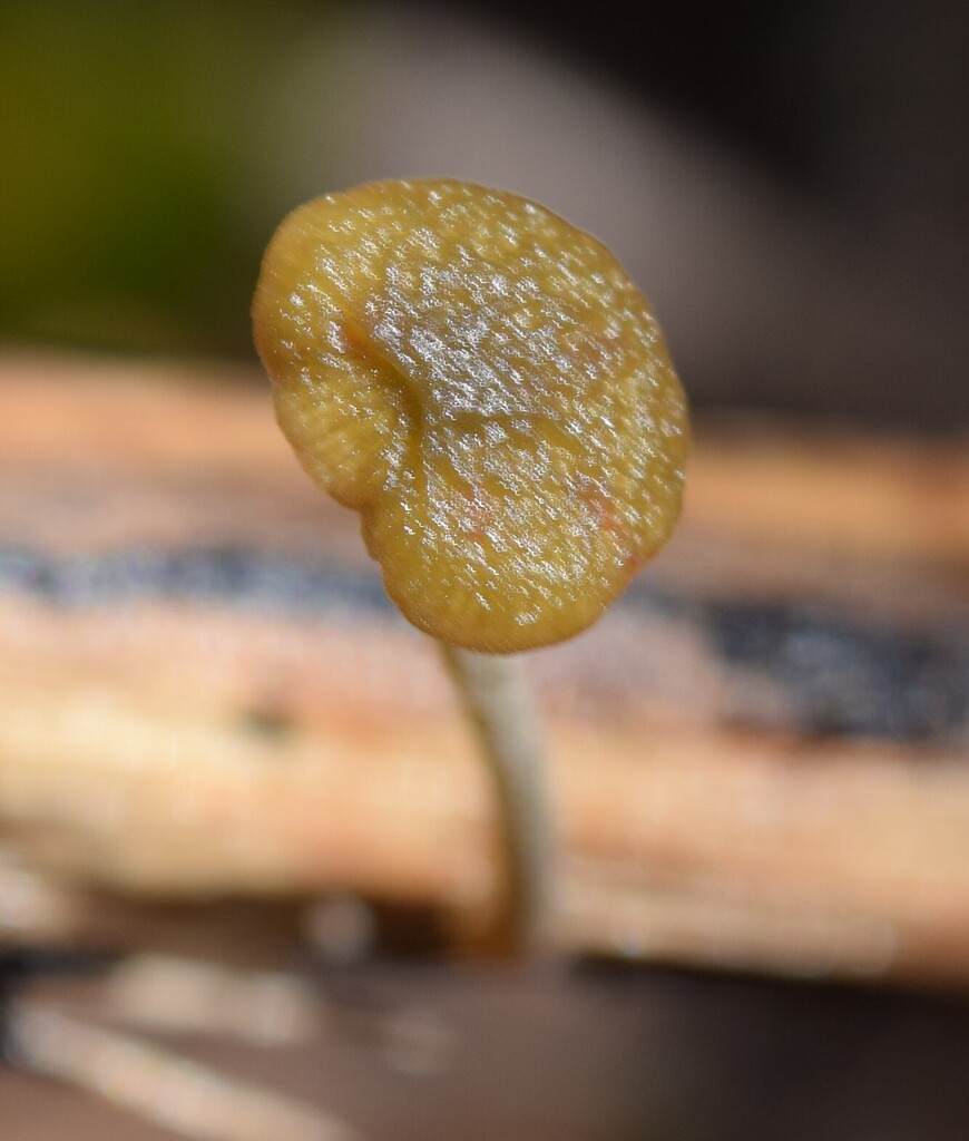Simocybe phlebophora · April 2026 · photo: © davidwhyte (iNaturalist, cc-by-sa)