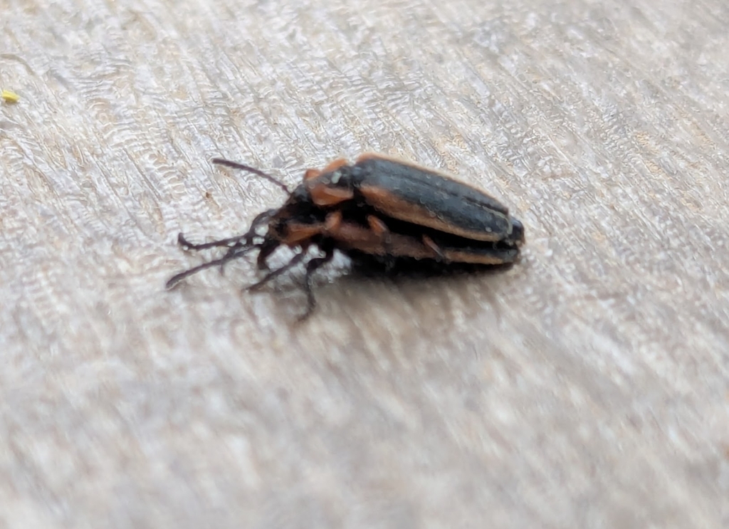 Lucaina marginata