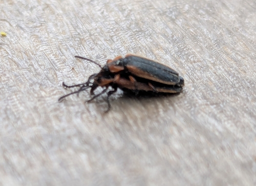 Lucaina marginata
