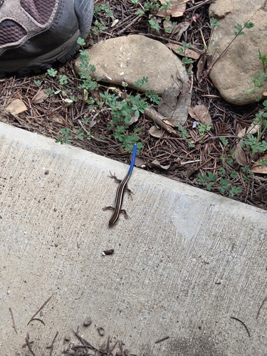 iNaturalist observation photo of Western Skink