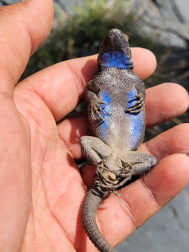 iNaturalist observation photo of Great Basin Fence Lizard
