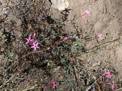 Ipomopsis aggregata bridgesii