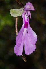 Cynorkis lowiana