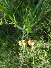 Lathyrus gorgonei