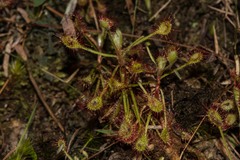 Drosera madagascariensis