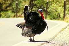 Meleagris gallopavo mexicana