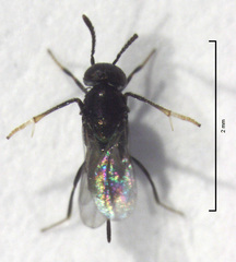 Coccidoctonus dubius