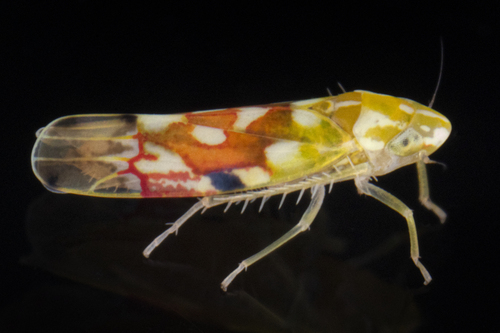 Erythroneura reflecta