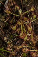 Drosera madagascariensis