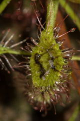 Drosera madagascariensis