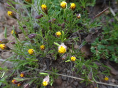 Picradeniopsis multiflora