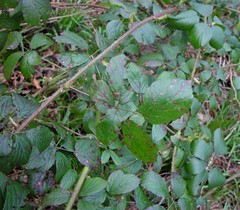 Rubus bartonii