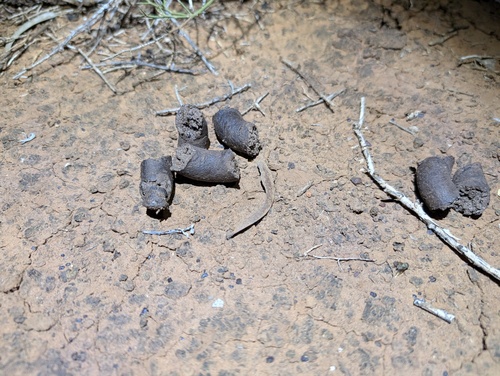 Short-beaked Echidna