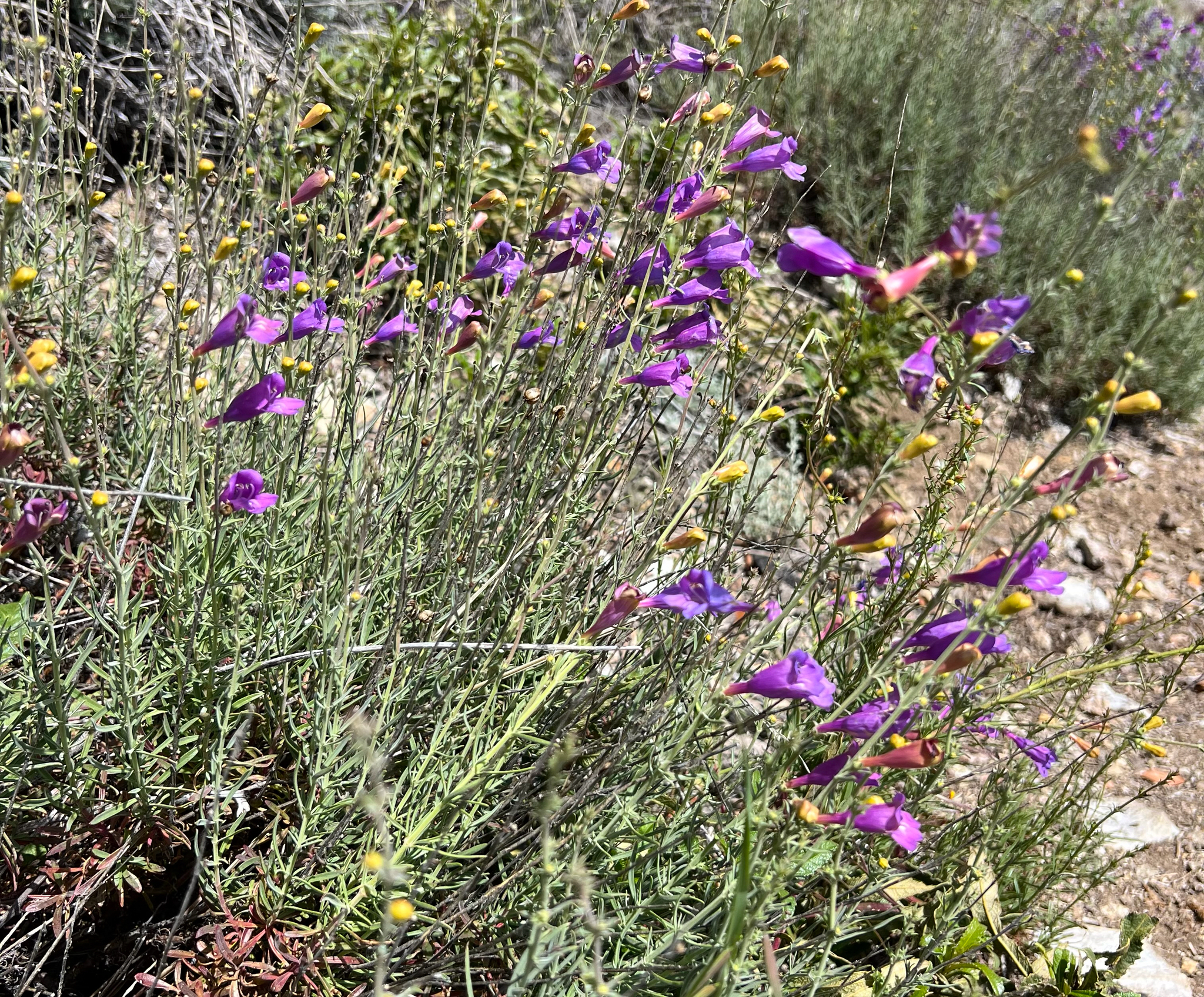 Penstemon