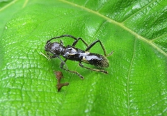 Stenygra angustata