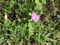 Convolvulus coelesyriacus