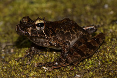 Mantidactylus