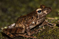 Mantidactylus