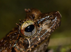 Mantidactylus