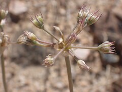 Allium fimbriatum, photograph (c) nmoorhatch, some rights reserved (CC BY)